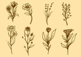 Free Medicinal Plant Vector