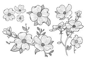 Hand Drawn Dogwood Flowers vector