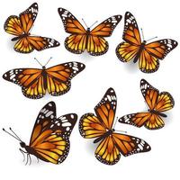 Vector Orange Butterflies Illustration Set