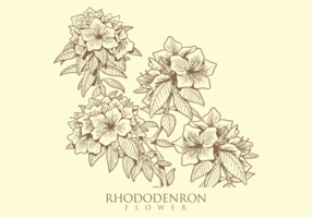 Free Hand Drawn Rhododendron Flower Vectors